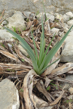 Branched Asphodel