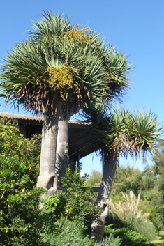 Dragon Tree