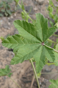 Least Mallow