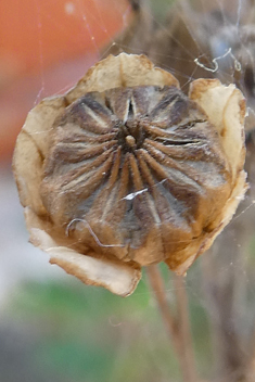 Common Sida