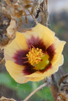 Common Sida