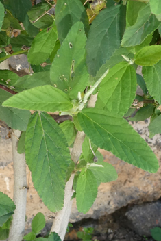 Common Sida
