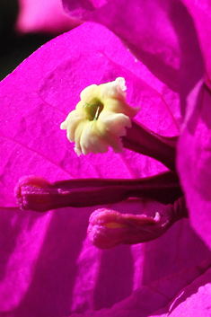 Common Bougainvillea