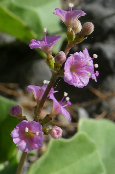 Commicarpus helenae