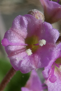 Commicarpus helenae