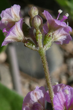 Commicarpus helenae