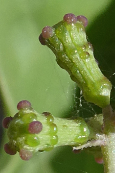 Commicarpus helenae