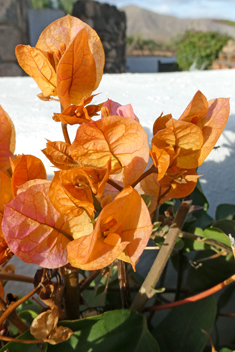 Bougainvillea