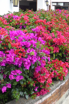 Bougainvillea