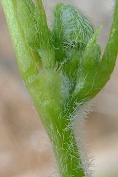 Upright Yellow-sorrel