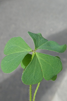 Upright Yellow-sorrel