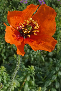 West Mediterranean Poppy