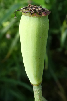 West Mediterranean Poppy