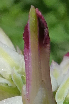 White Ramping-fumitory