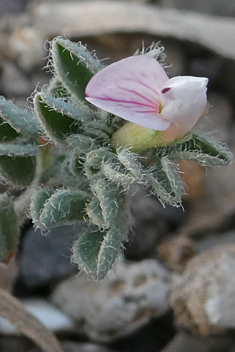 Lotus glinoides