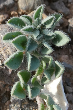 Lotus glinoides