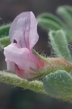 Lotus glinoides