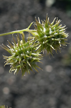 Tattered Medick