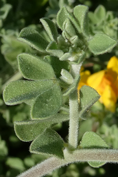 Lanzarote Bird's-foot-trefoil