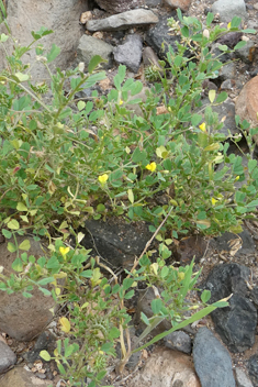 Tattered Medick