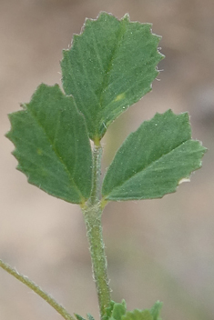 Tattered Medick