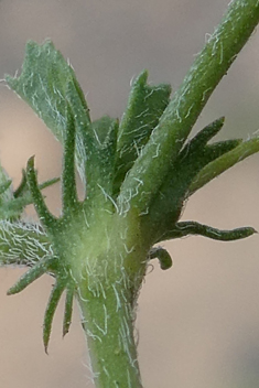 Tattered Medick