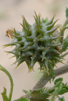Tattered Medick