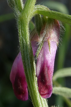 Purple Vetch