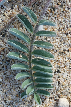 Solander's Milk-vetch