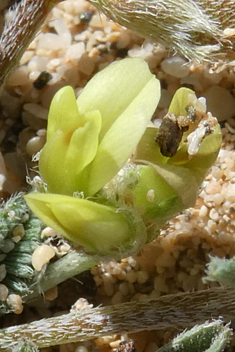 Solander's Milk-vetch