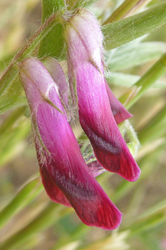 Purple Vetch