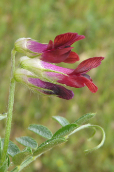 Purple Vetch