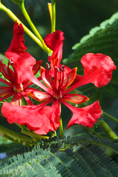 Flamboyant Tree