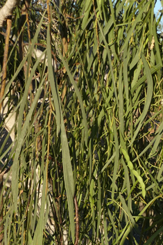 Willow Acacia