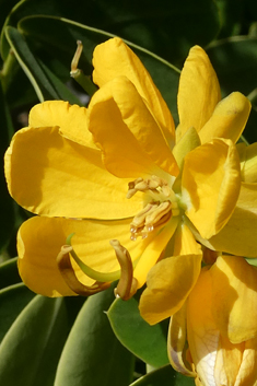 Winter Cassia