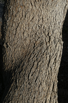 Willow Acacia