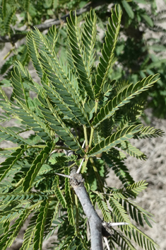 Sweet Acacia