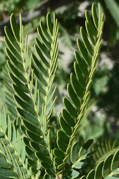 Sweet Acacia