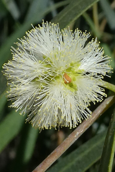 Willow Acacia