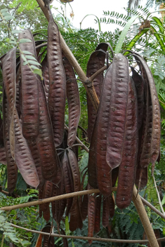 River Tamarind