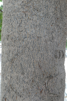Flamboyant Tree