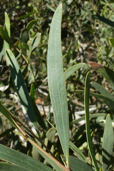 Western Coastal Wattle