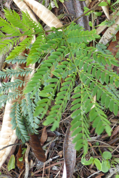River Tamarind