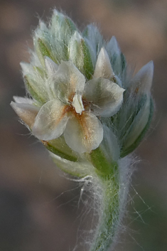 Blonde Plantain