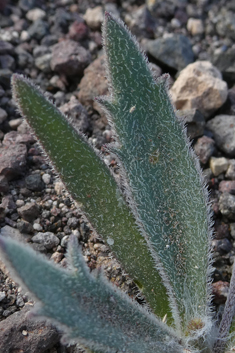 Buck's-horn Plantain