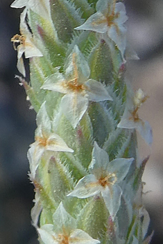 Buck's-horn Plantain