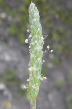Buck's-horn Plantain