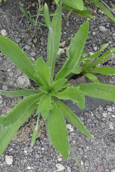 Buck's-horn Plantain