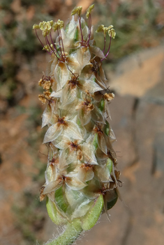 Amplexicaule Plantain
