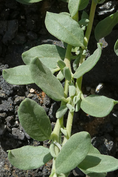 Canary Islands Rock-rose